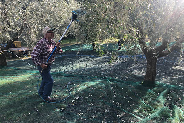 elderly Italian man harvesting olives