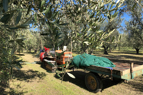 a tractor and trailor at olive harvesting in the olive grove