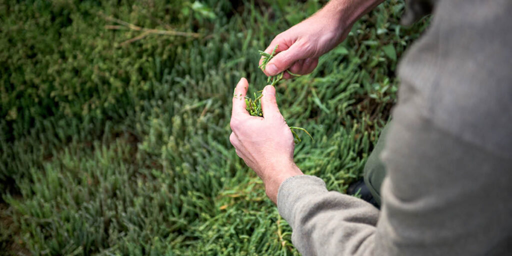 hands foraging for samphire