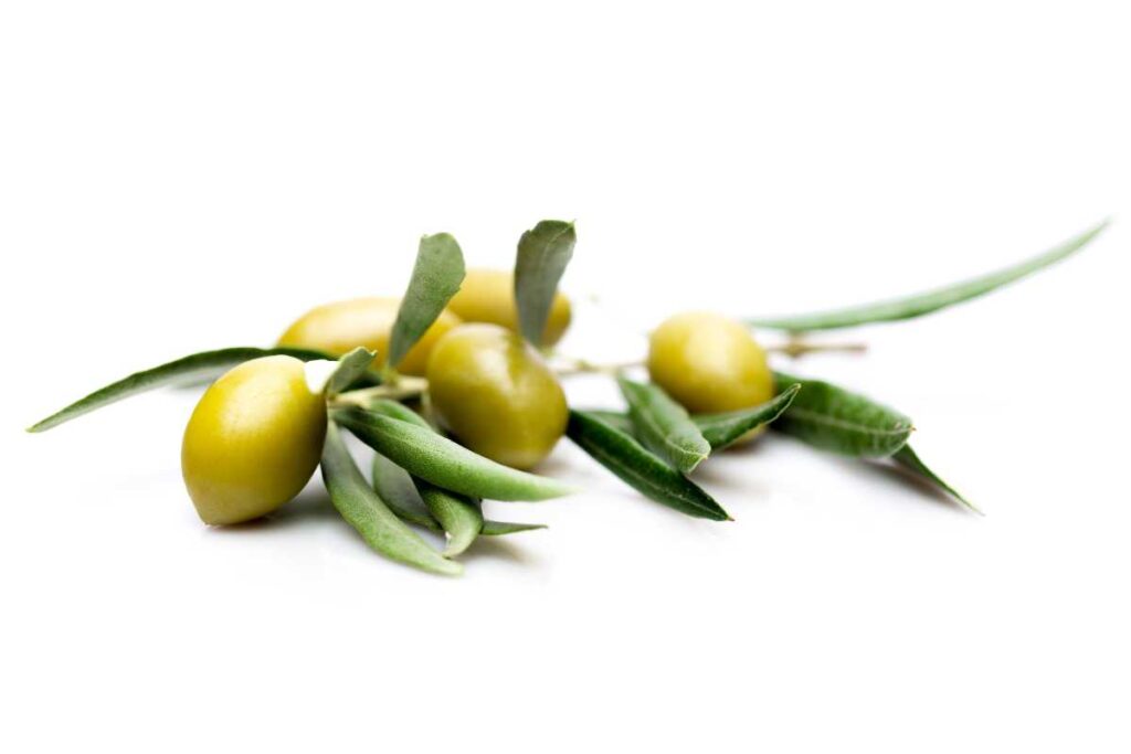 fresh olives on an olive branch, white background